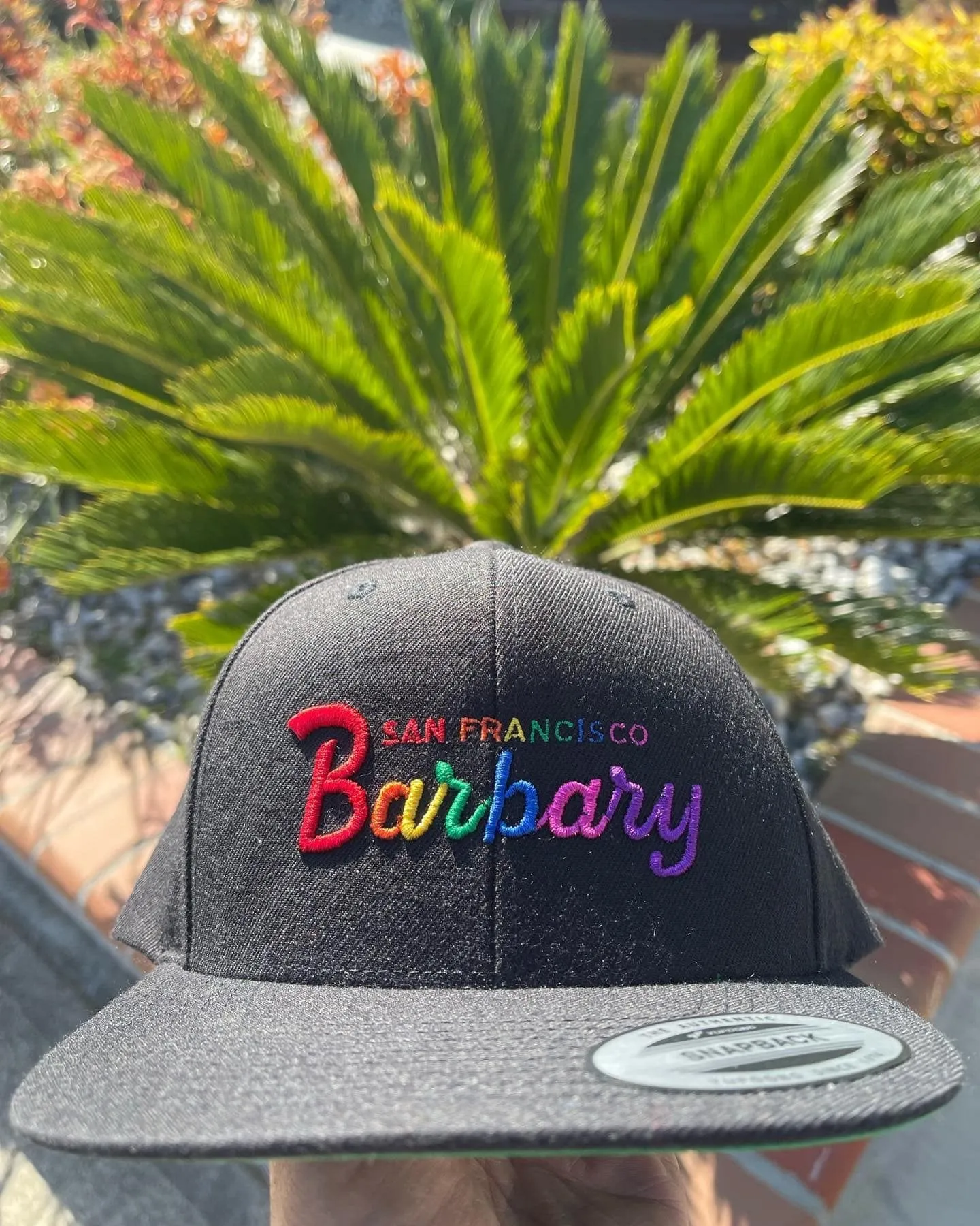 Black Barbary hat in front of palm tree
